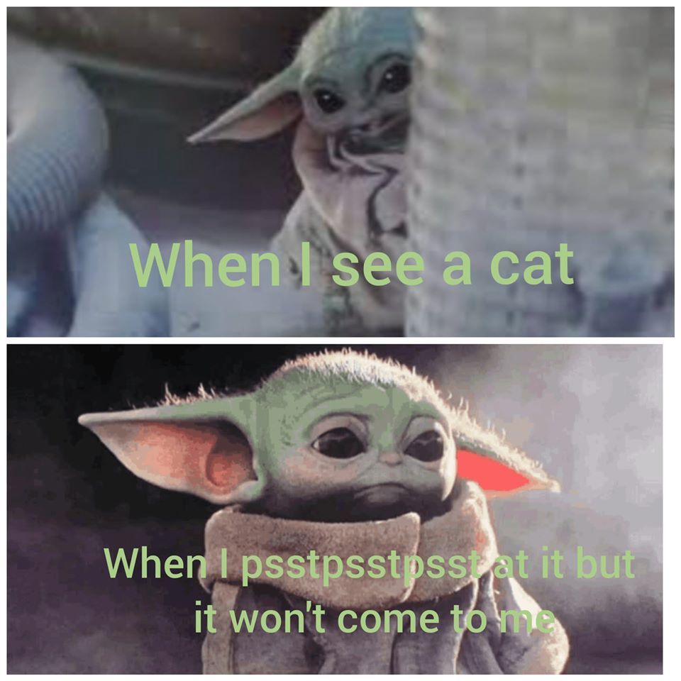 The meme is a play on the classic "I can see you" phrase, but with a cat theme. It shows a cat looking directly at the camera, with the text "I can see you" written above it, but with a few deliberate typos to make it sound like a cat is saying it. The image is likely a photo of a cat's face with a serious expression, and the text is meant to be humorous and relatable.